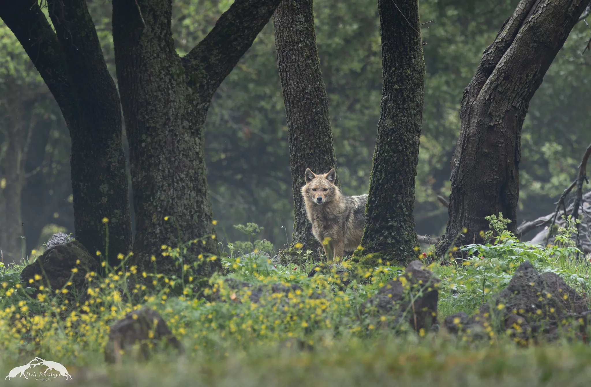Wildlife, North Israel